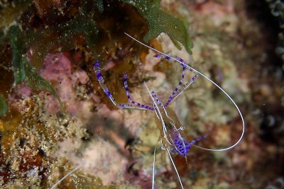 Pederson cleaner shrimp