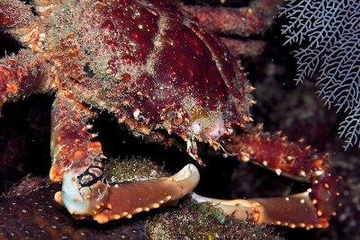Crab