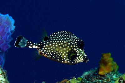 Smooth trunkfish