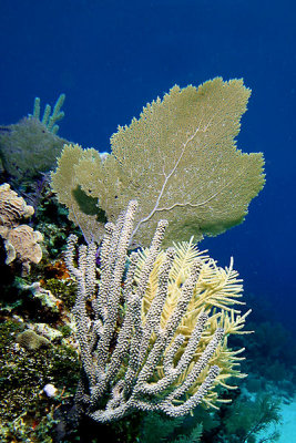 Corals and sea fan