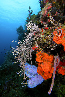 Corals and sponges on wall