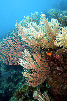 Sea rods and plumes