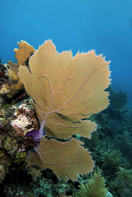 Sea fans