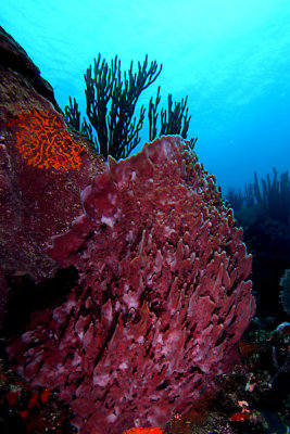 Barrel sponge on wall