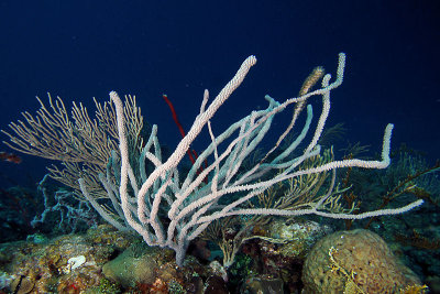 Sea rod coral