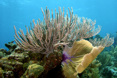 Sea  rods and sea fan
