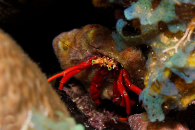 Hermit crab