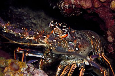 Spiny lobster