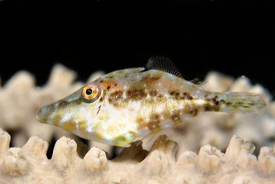 Slender filefish