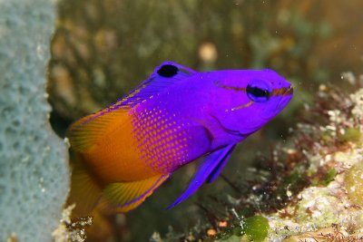 Fairy basslet