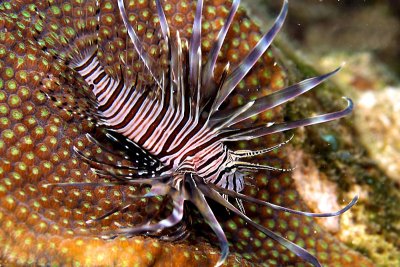 Lionfish