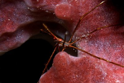 Arrow crab on sponge