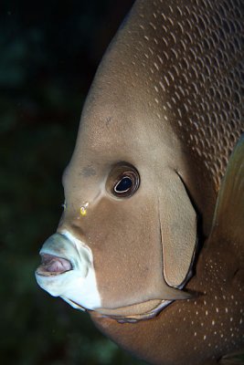 Gray angelfish
