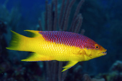 Spanish hogfish