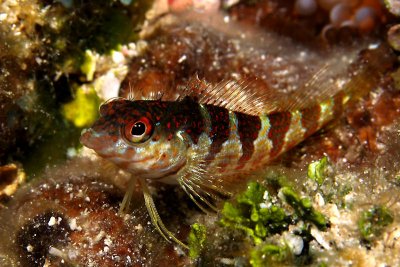 Diamond blenny