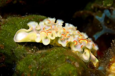 Lettuce sea slug
