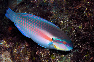 Parrotfish