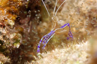 Pederson cleaning shrimp