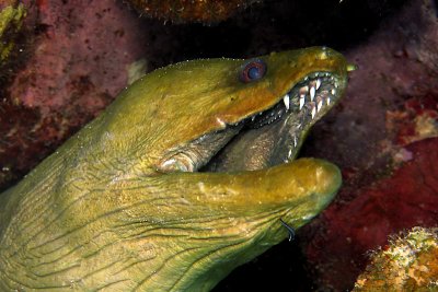 Green moray eel