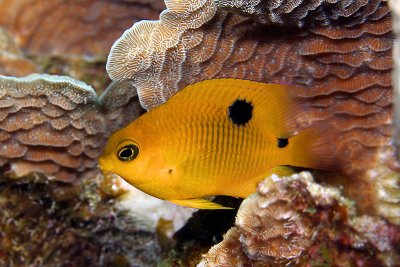 Juvenille three-spot damselfish