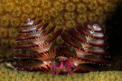 Christmas tree worm on star coral