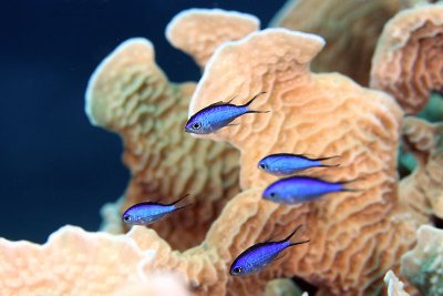Blue chromis in lettuce coral