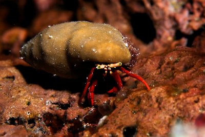 Hermit crab