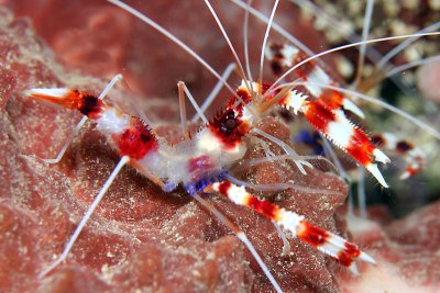 Red-banded shrimp