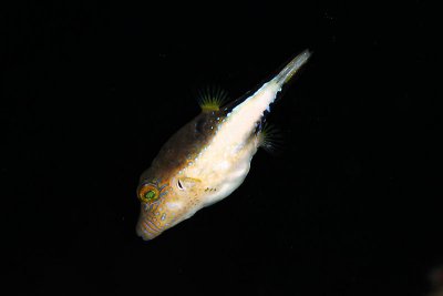 Sharpnose puffer