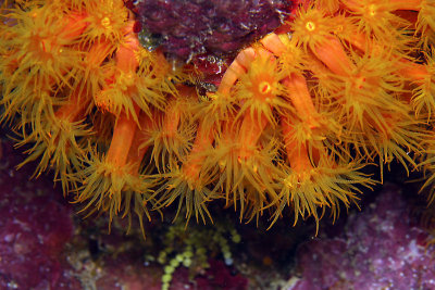 Orange cup coral