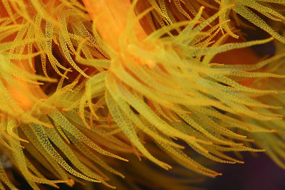 Orange cup coral detail
