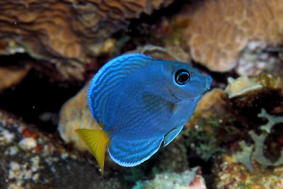 Juvenille tang (blue phase)
