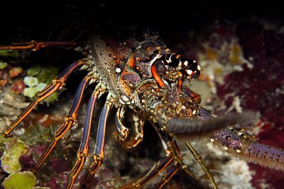 Spiny lobster