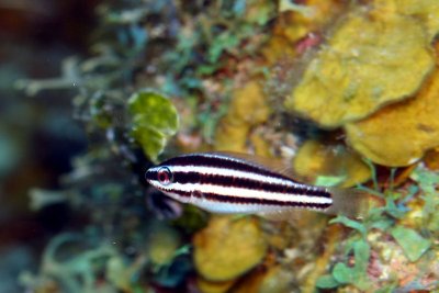 Juvenille striped parrotfish