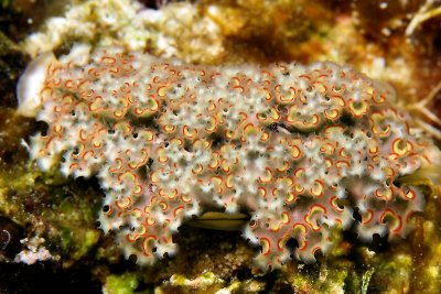 Lettuce sea slug
