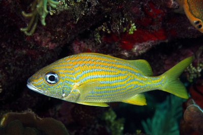 Bluestriped grunt