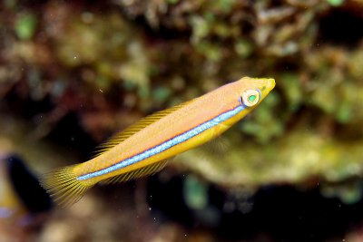 Juvenille yellowhead wrasse