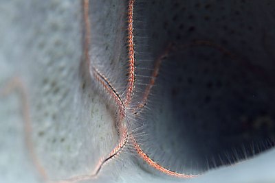 Brittle star in sponge