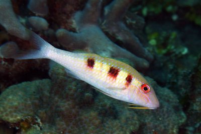Goat fish