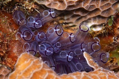 Purple tunicates