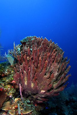 Giant barrel sponge