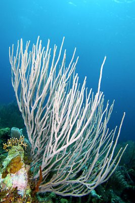 Sea rod coral