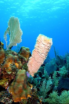 Reef scene