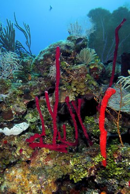 Rope sponges and corals