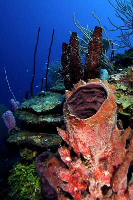 Sponges
