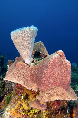 Vase sponge on mound star coral