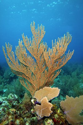 Sea rod coral