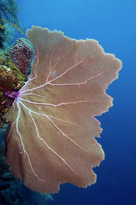 Purple sea fan