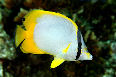 Spotfin butterflyfish