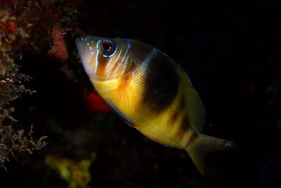 Barred hamlet